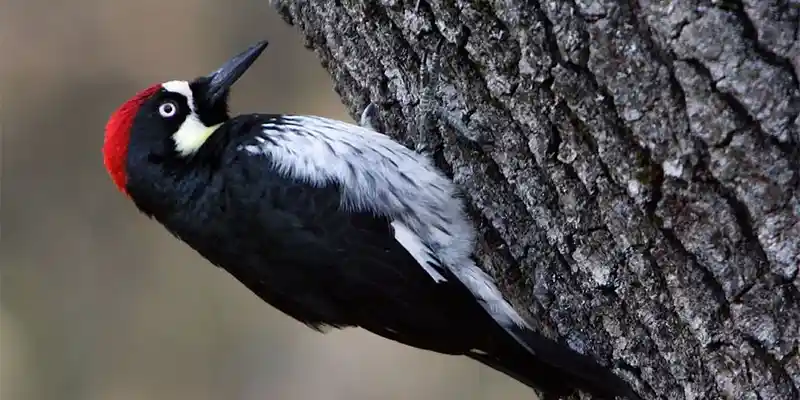 Woodpeckers Damage